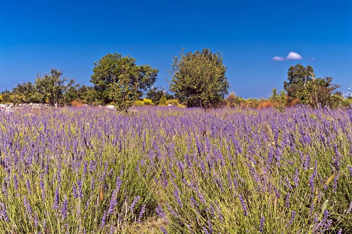 Lavanda, primorje