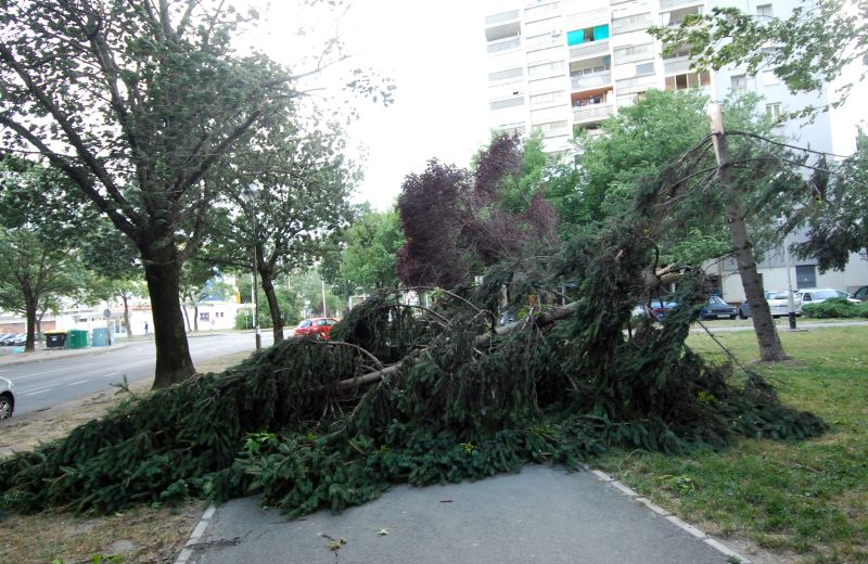 Nakon nesnosnih vrućina u poslijepodnevnim satima počeo je puhati olujni vjetar koji je rusio stabla