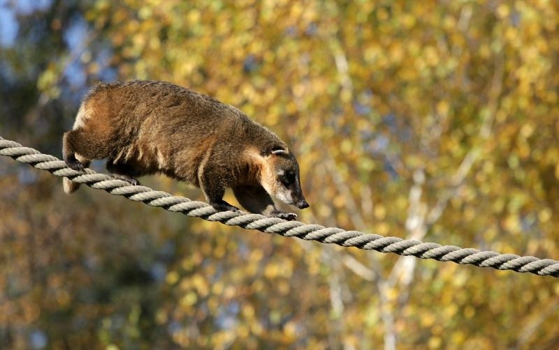 Foto: Žarko Bašić / Pixsell