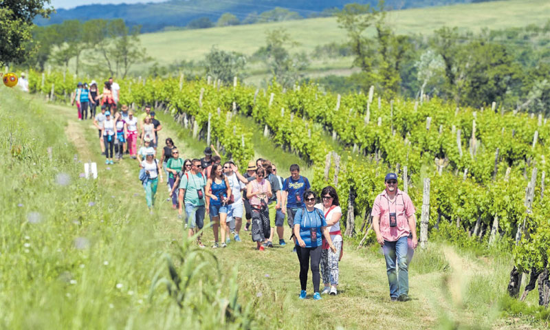 Wine & walk 'prošeta' po vinogradima sjeverozapadne Istre 1500 vinskih i gourmet entuzijasta