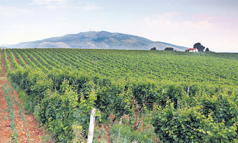 Tikveška regija s 11.000 hektara vinove loze doprinosi razvoju vinske scene