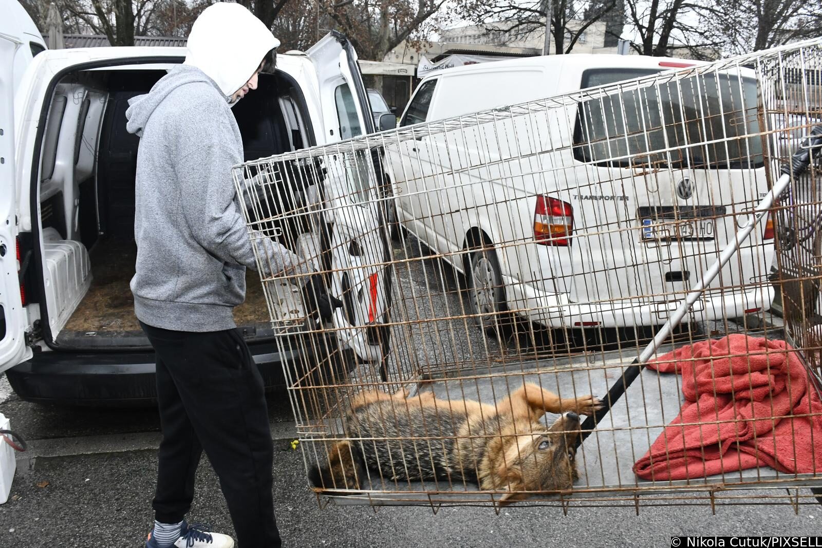 Sisak: Čagalj uletio u kafić i sakrio se u WC-u