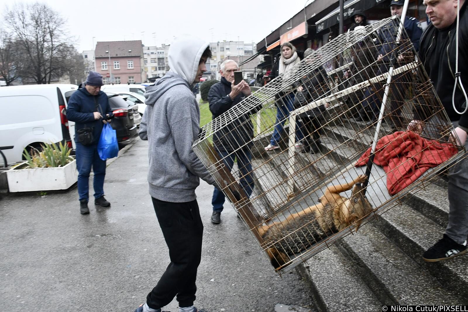 Sisak: Čagalj uletio u kafić i sakrio se u WC-u