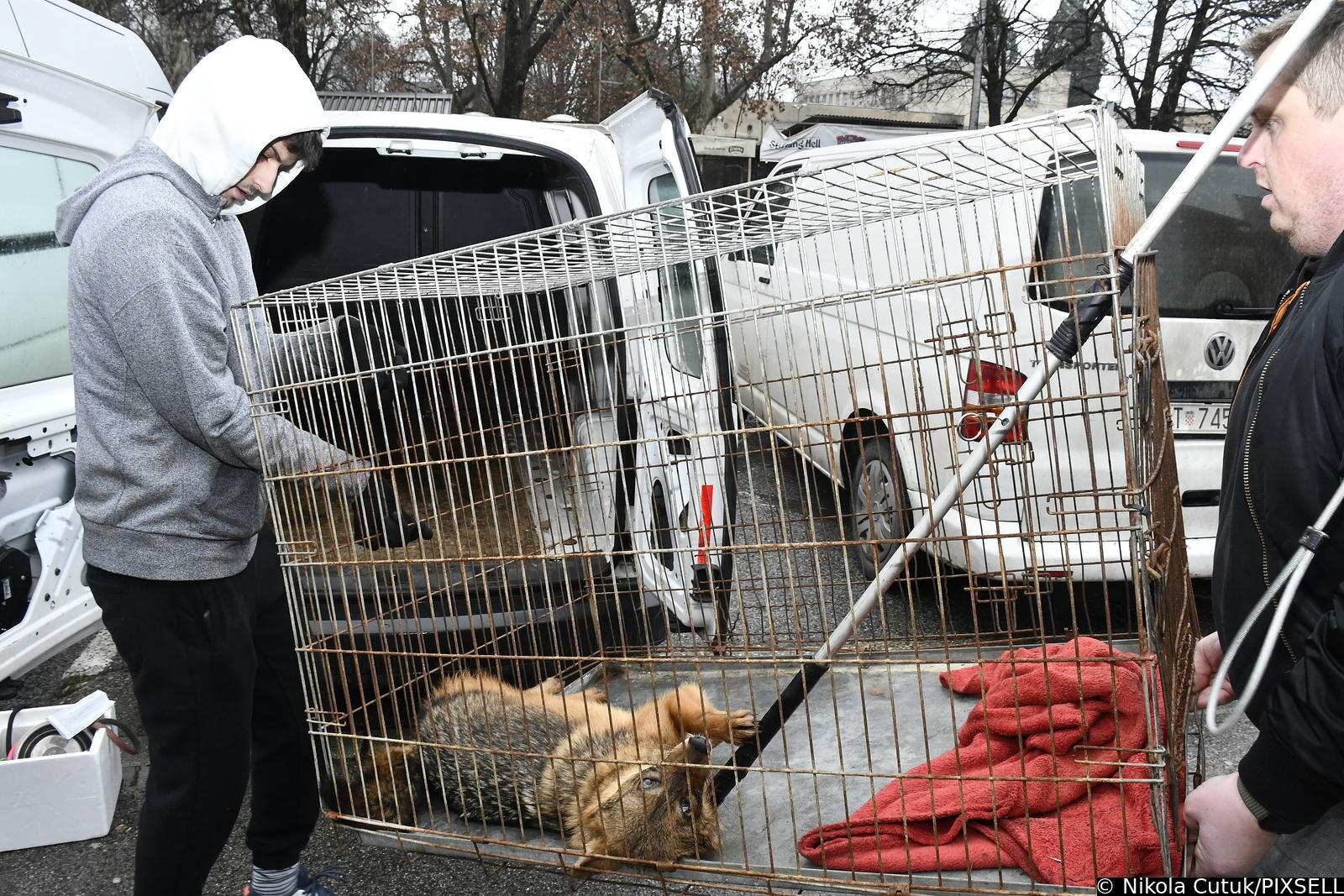 Sisak: Čagalj uletio u kafić i sakrio se u WC-u