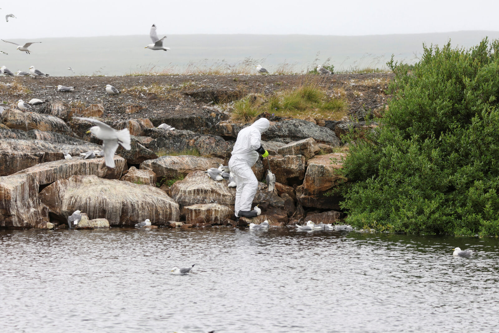 Bird flu outbreak in Vadso