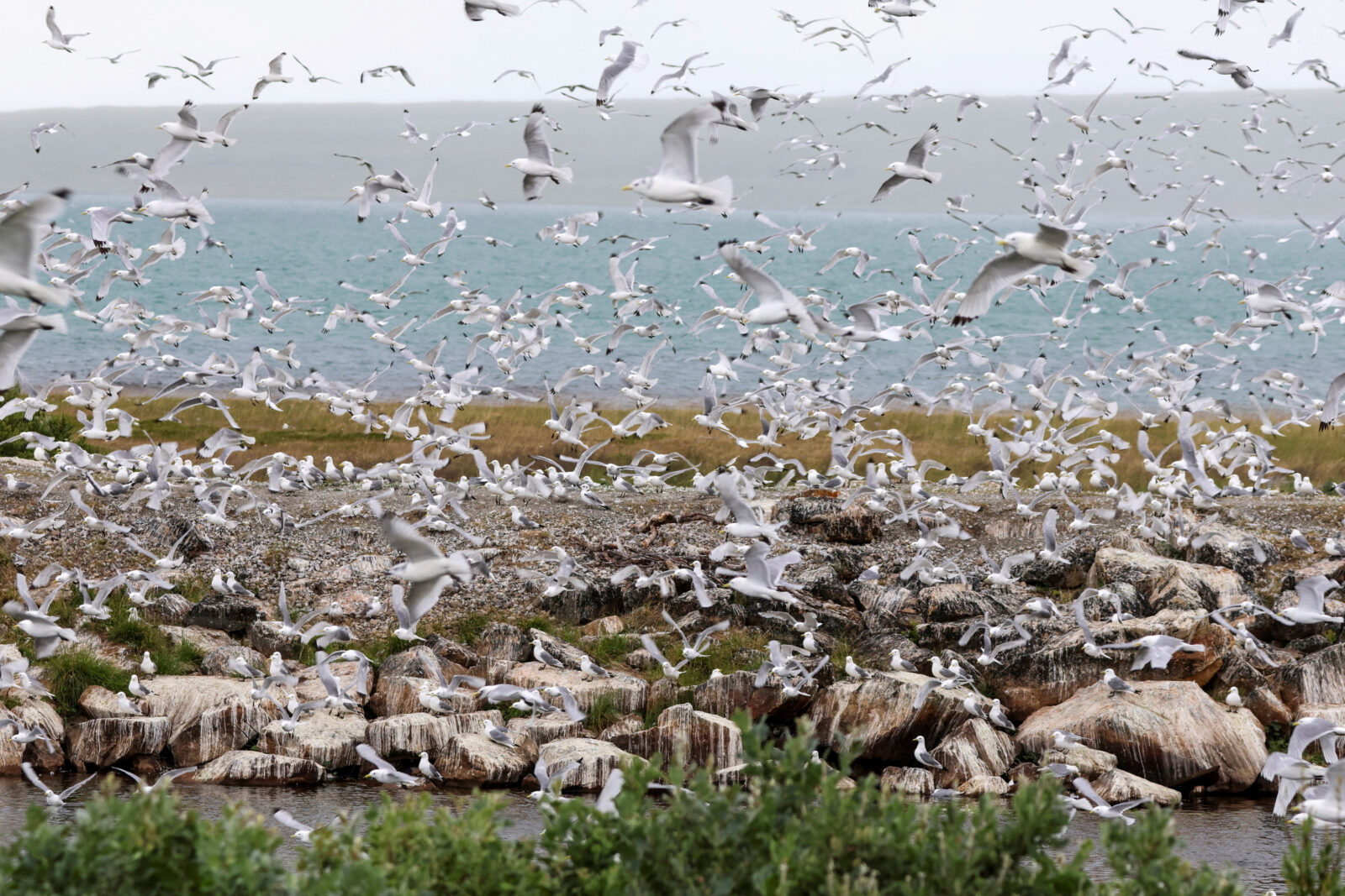 FILE PHOTO: Bird flu outbreak in Vadso