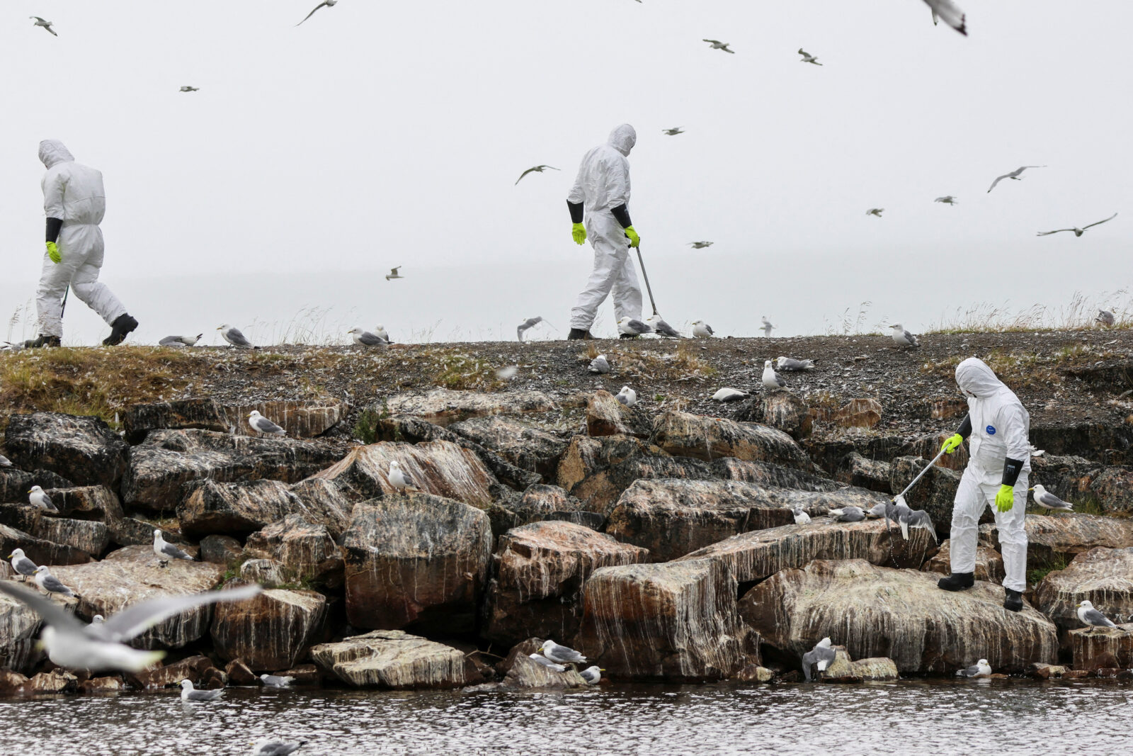 FILE PHOTO: Bird flu outbreak in Vadso